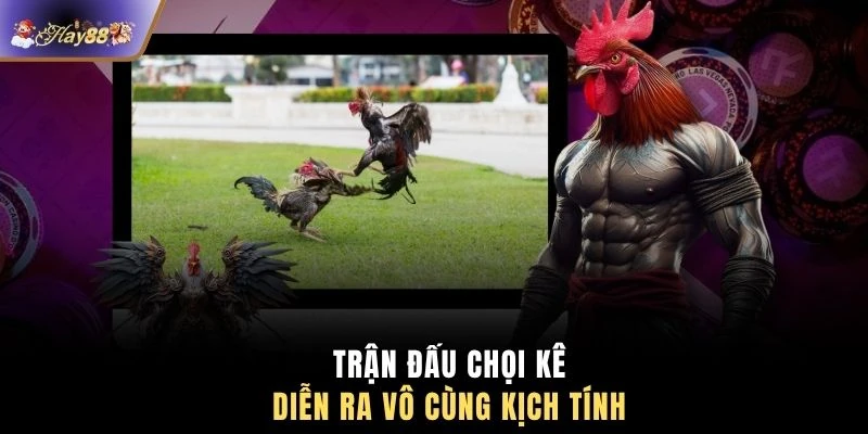 Trận đấu chọi kê diễn ra vô cùng kịch tính